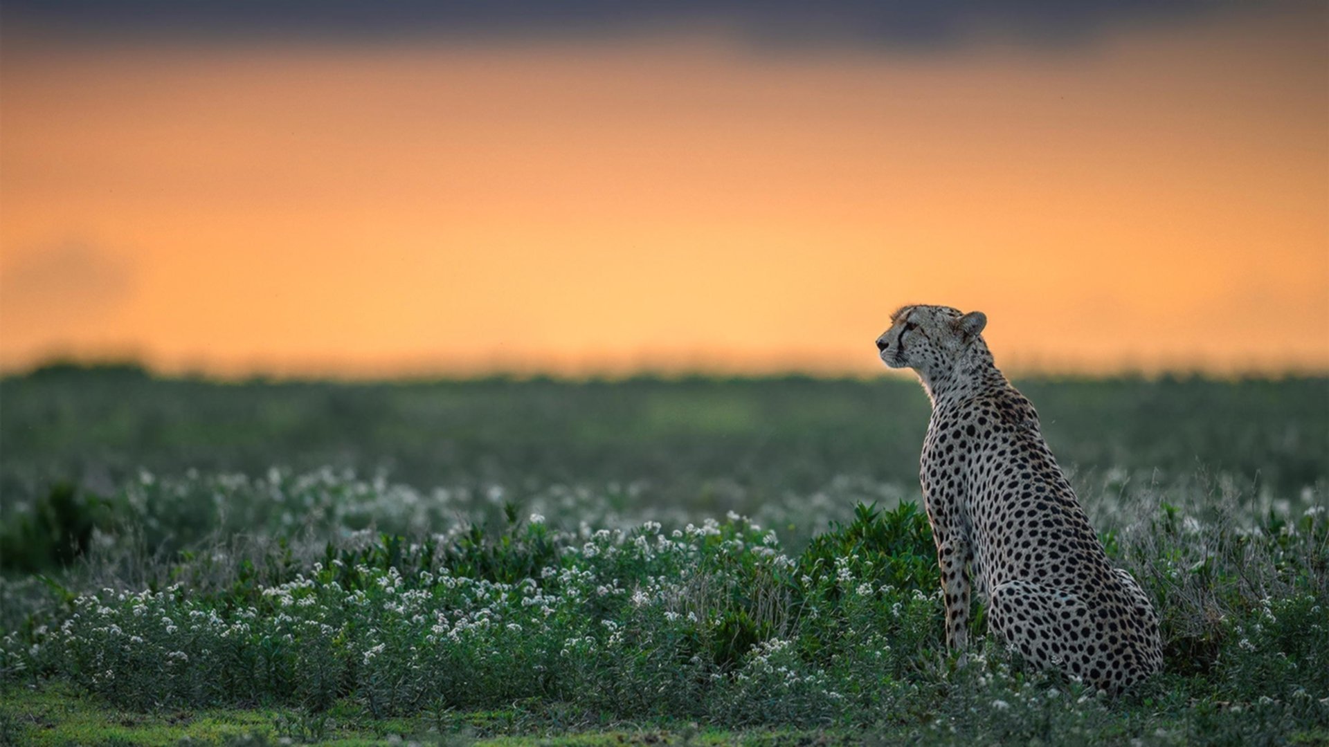 格列兹曼，德比夜的低语者与破壁人