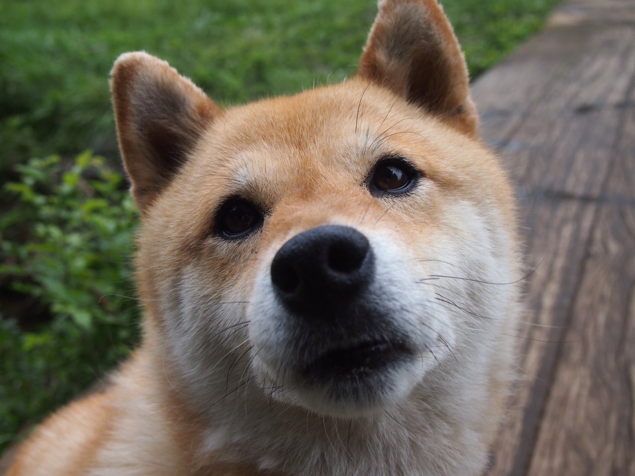 神兵天降!努涅斯终场任意球破门,厄瓜多尔加时风暴带走苏格兰