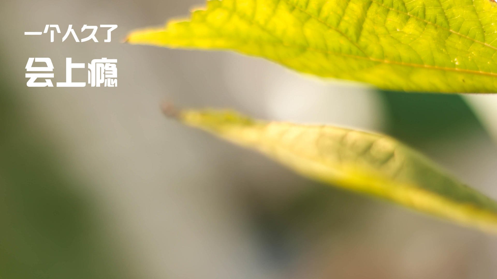 年度焦点之战之夜，武切维奇用一场数据传奇，封存了全世界的悬念