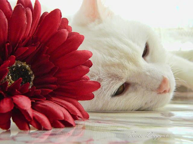 晨光与黄昏,韩国速胜背后,范戴克纪录之上的足球文明流转