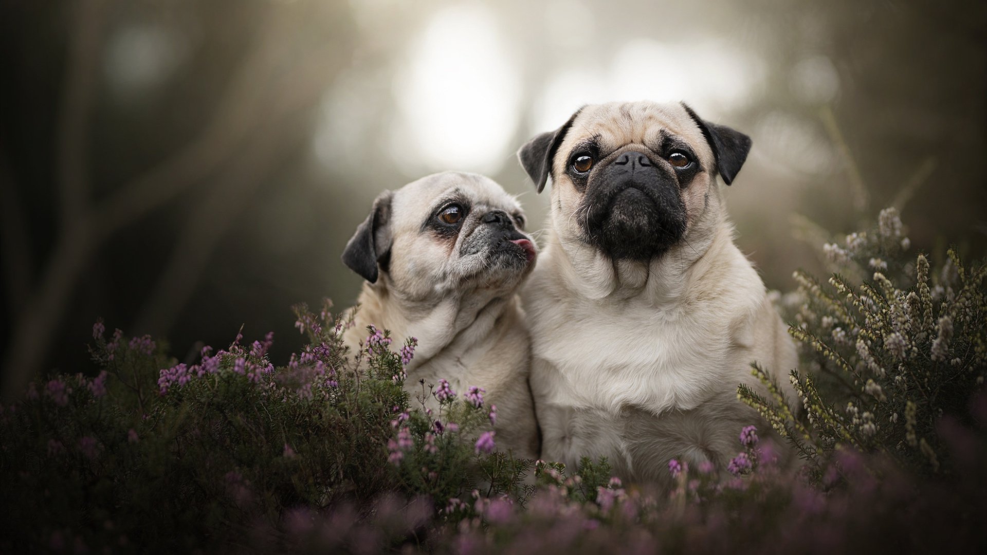 定义伟大，巴雷拉的史诗之夜如何冻结了法国的星光