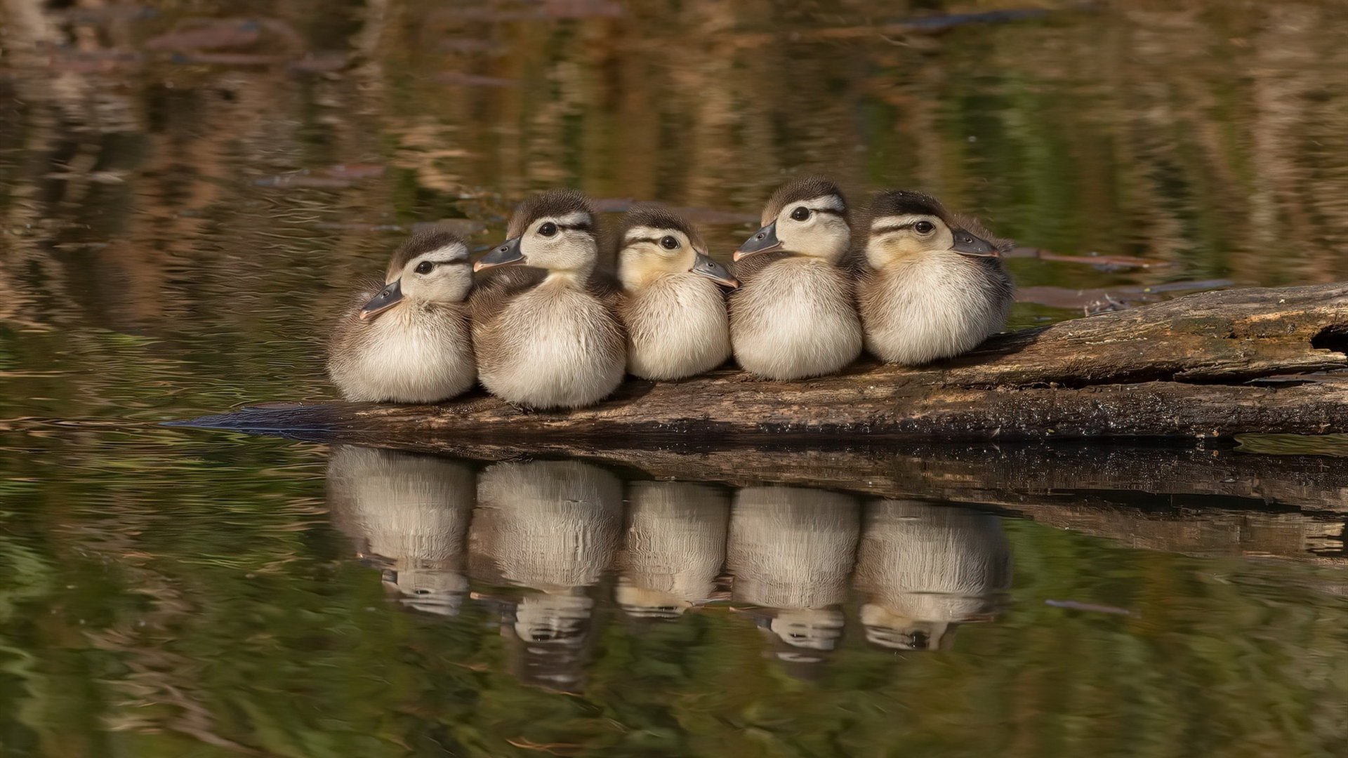 阿兹特克的雨，布鲁克林的风，双重突围的体育叙事